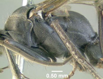 Media type: image;   Entomology 600324 Aspect: thorax lateral